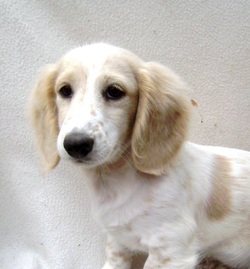 english cream piebald dachshund